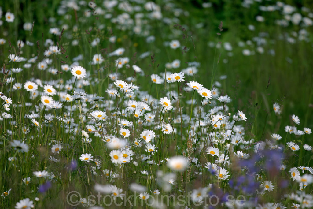 101395 - Blommande äng