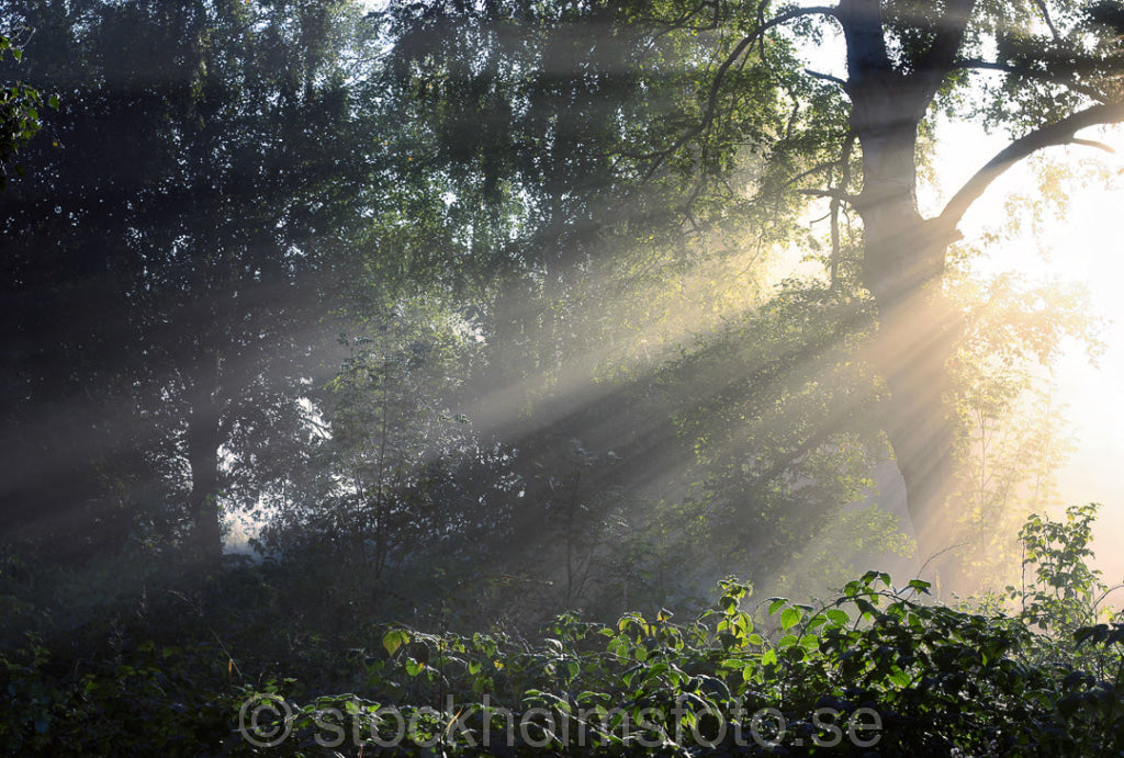 101447 - Solstrålar i skogen
