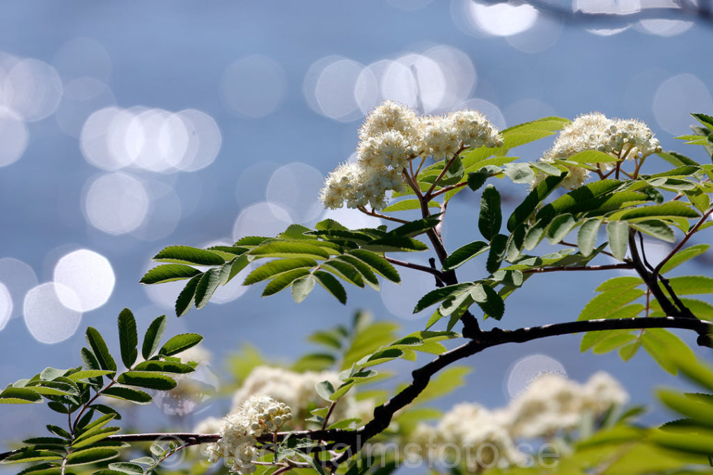 101510 - Blommande Rönn