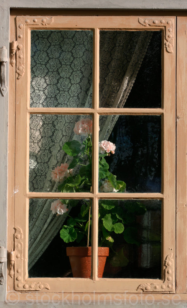 101538 - Fönster med Mårbackapelargon