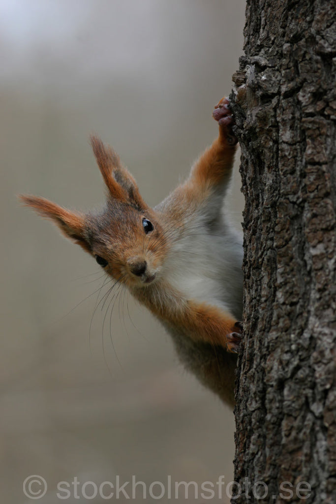 101675 - Nyfiken Ekorre