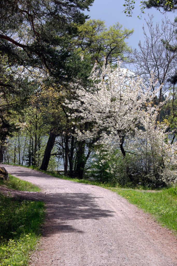 101698 - Liten Skogsväg på Svartsö