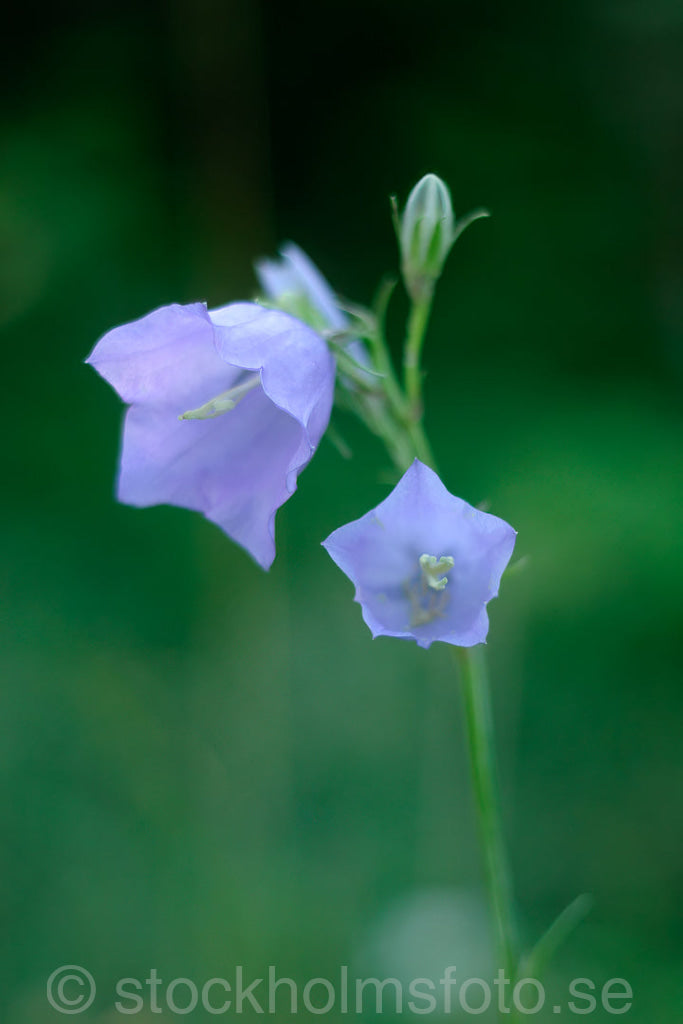 101707 - Stor Blåklocka