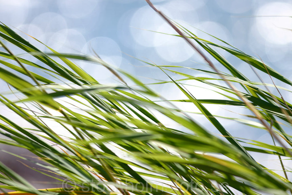 102174 - Gräs i vinden