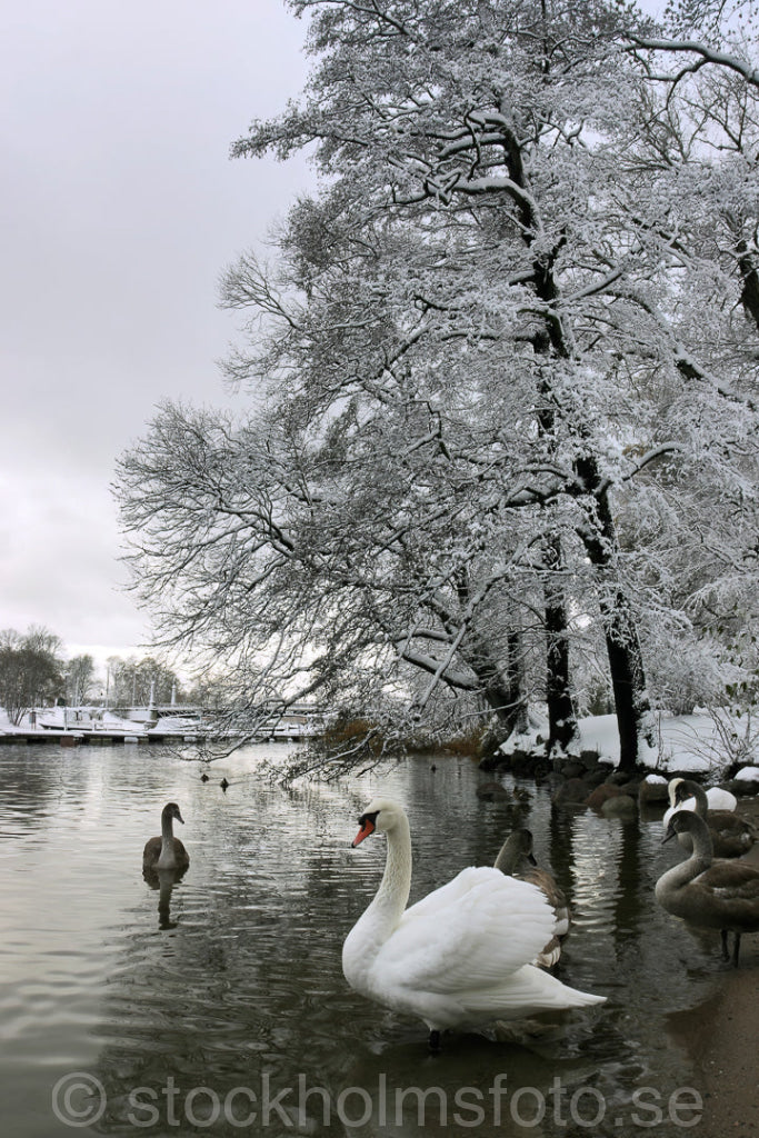 102624 - Svanar i Nobelparken