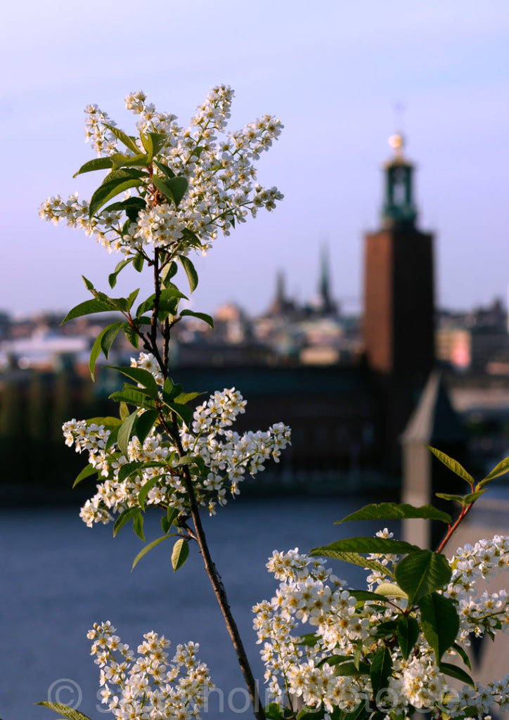 103625 - Häggkvist och Stadshuset
