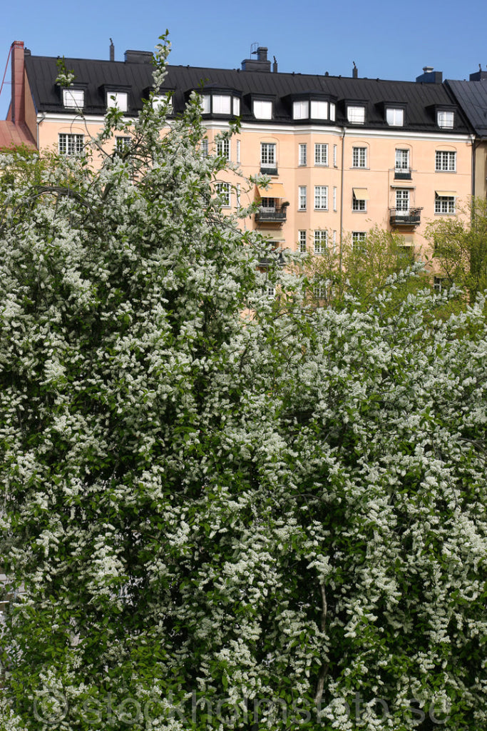 104444 - Blommande Hägg i Vasastaden