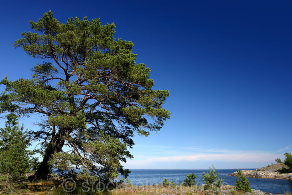 104563 - Tall vid havet