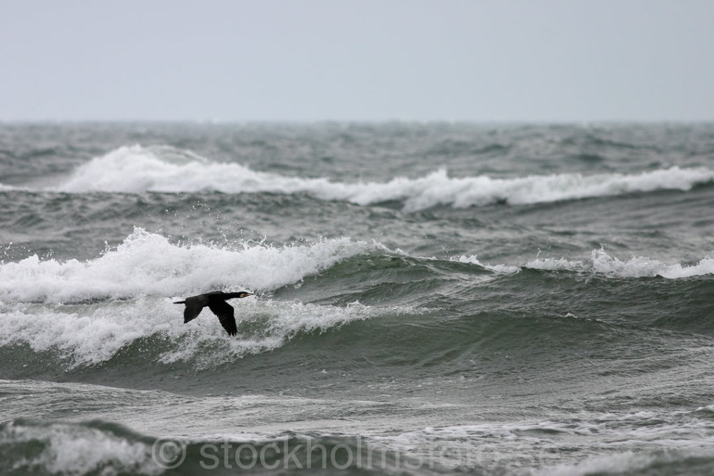 104575 - Storskarv till havs