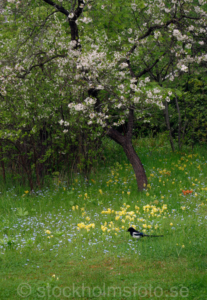 106707 - Vår i villaträdgård