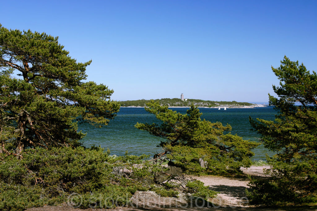 108129 - Tallar på Sandhamn