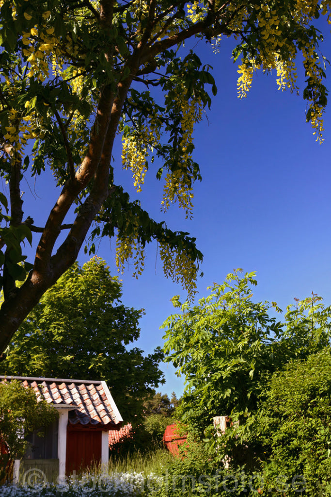 110026 - Trädgård på Sandhamn