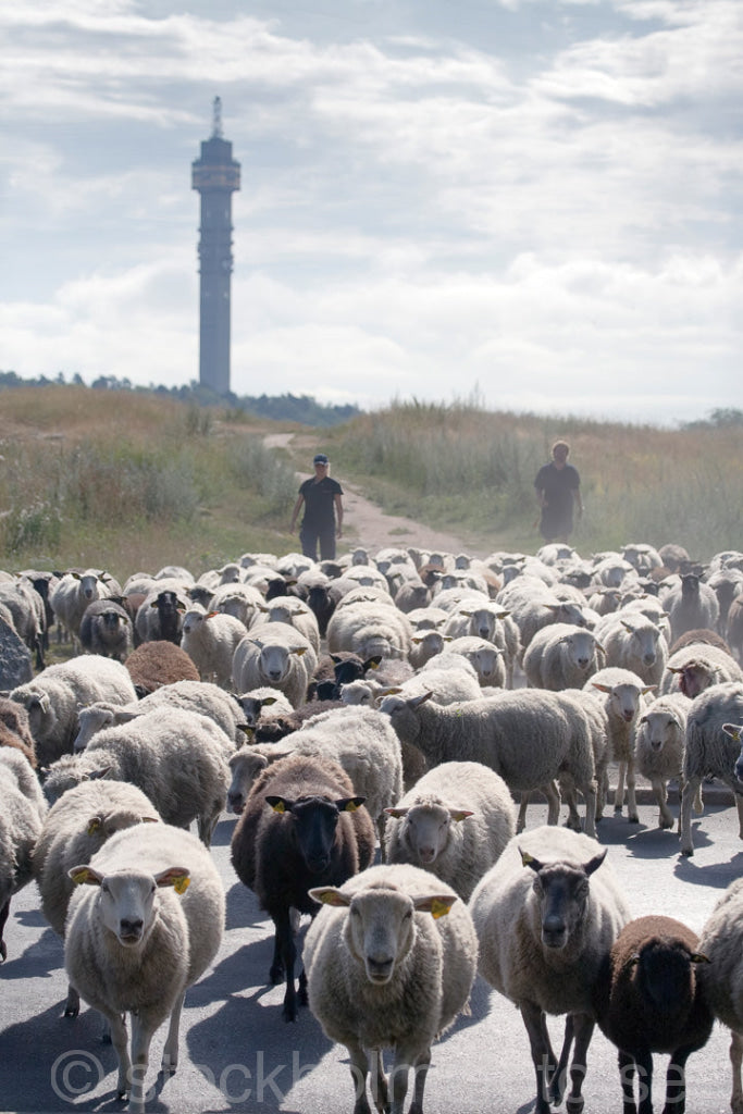 116087 - Kungens får vid Gärdet
