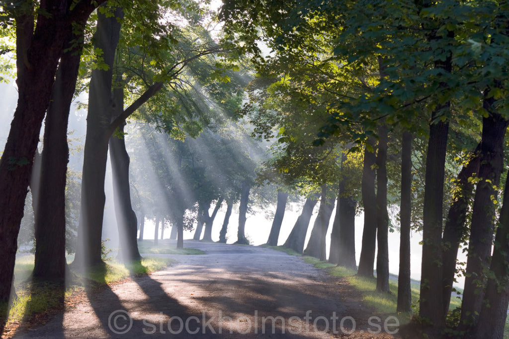 117557 - Morgon vid Djurgårdsbrunn