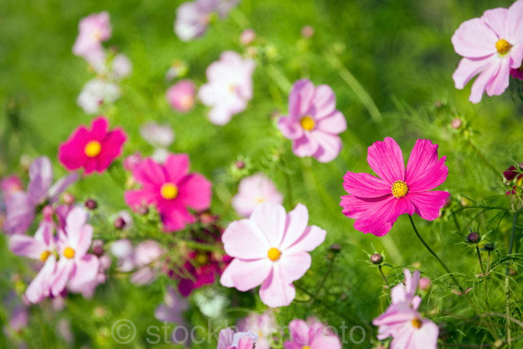 119286 - Rosenskära