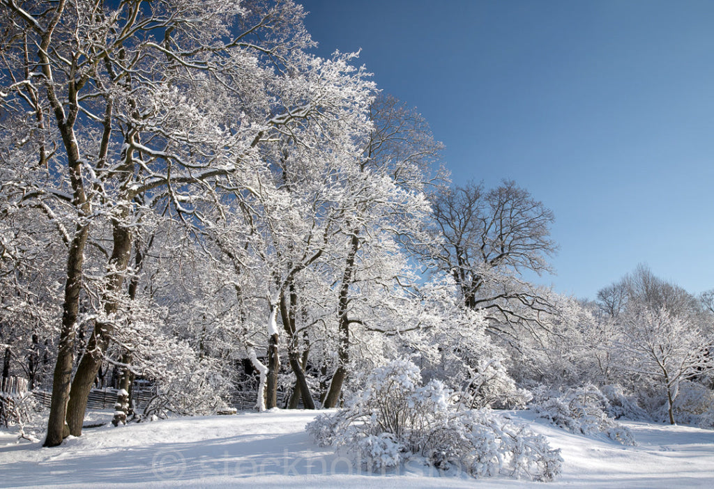 121565 - Snölandskap på Djurgården