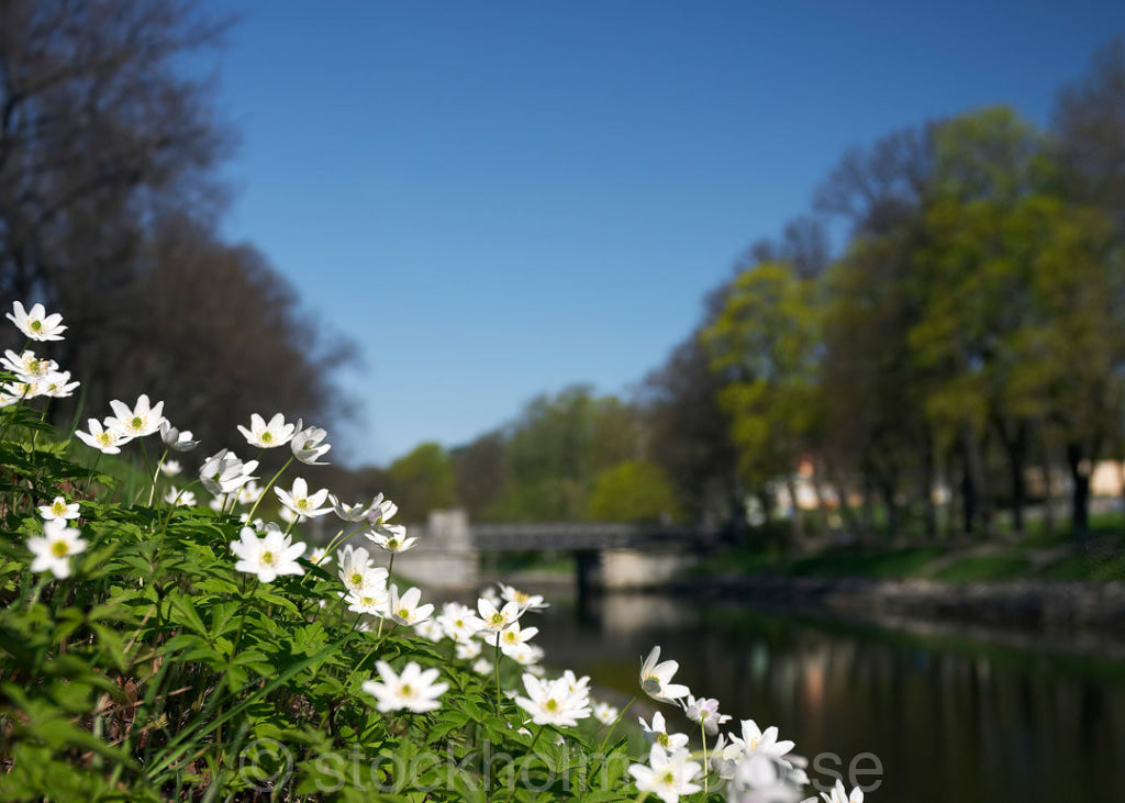 121653 - Vitsippor vid Djurgårdsbrunn