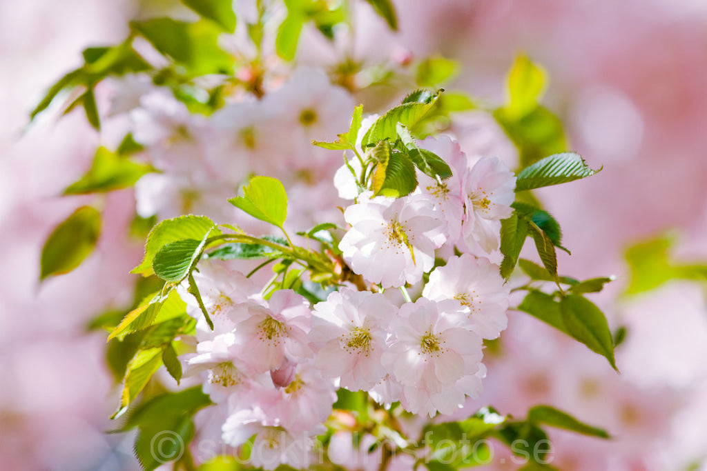 121676 - Japansk Körsbärsblom