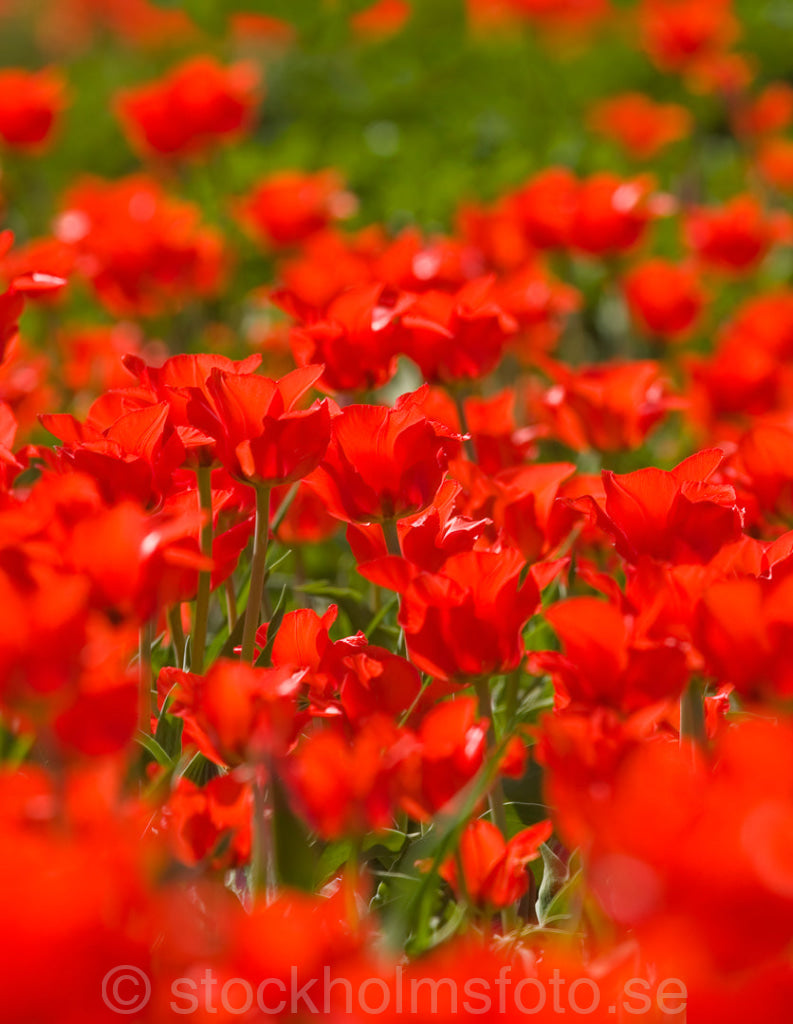 121678 - Röda Tulpaner