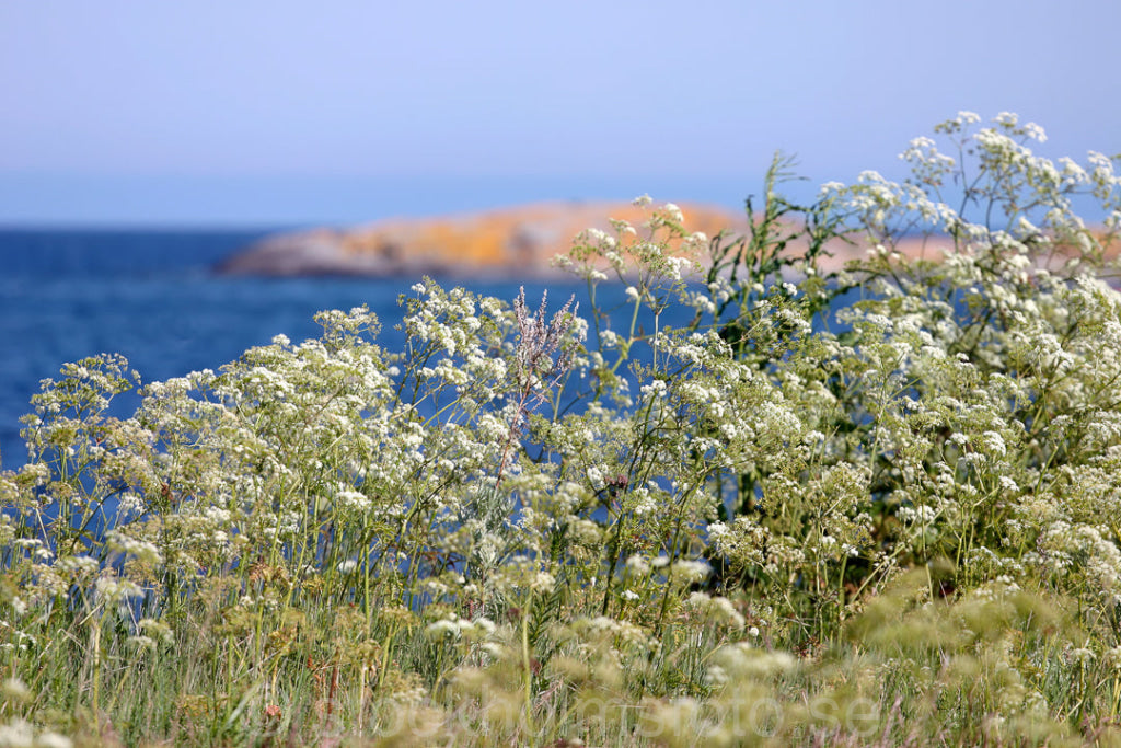 121925 - Äng vid havet