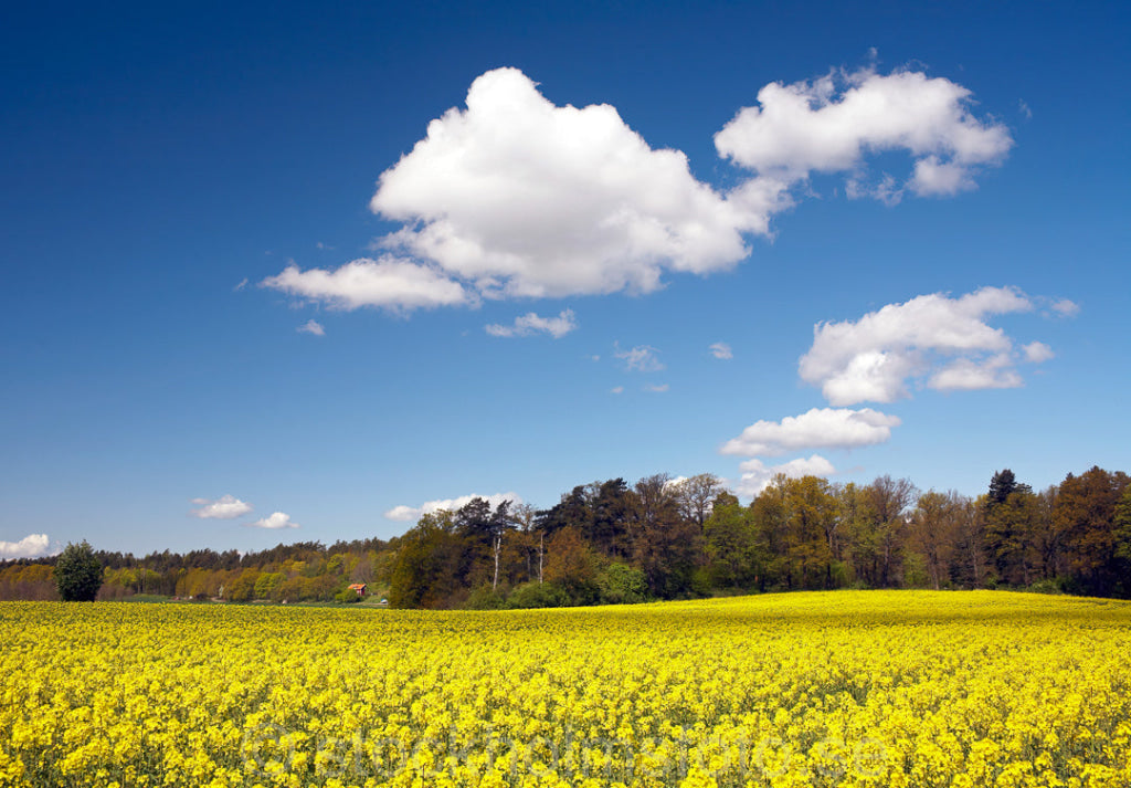124452 - Blommande Rapsfält