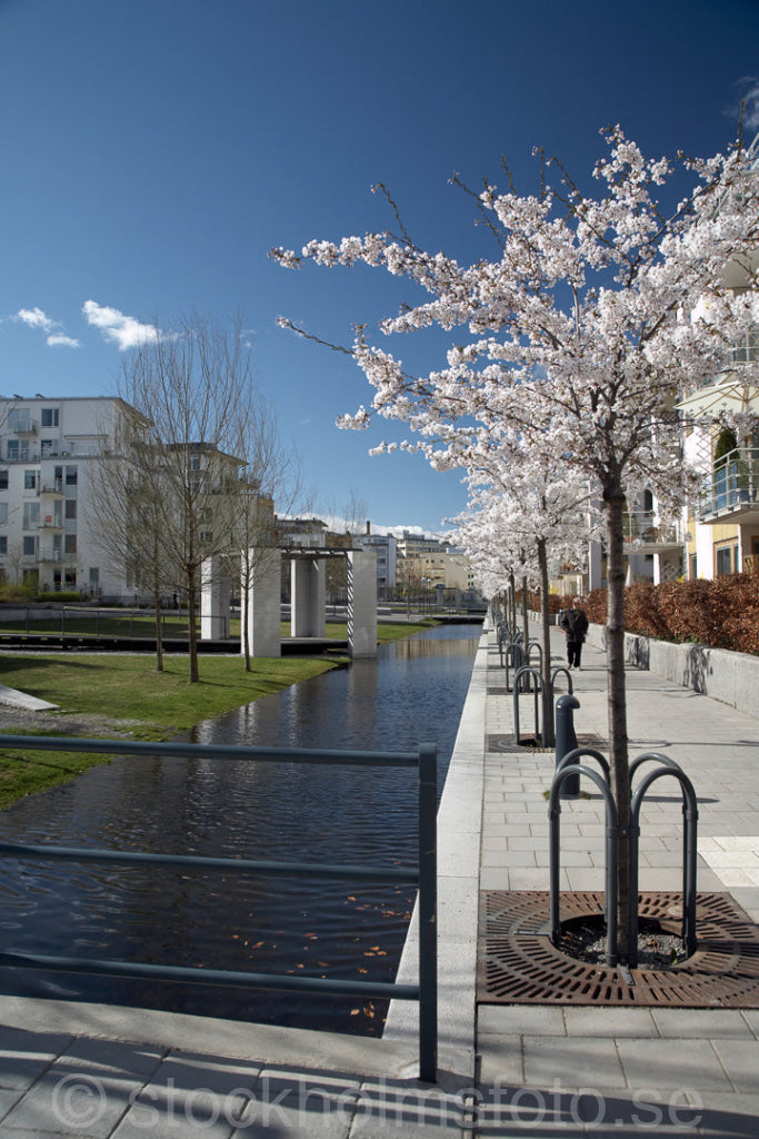 125269 - Blommande träd i Hammarby Sjöstad