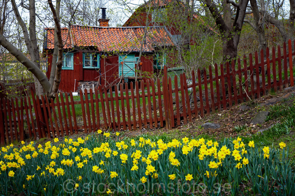 125279 - Påskliljor i Vita bergsparken