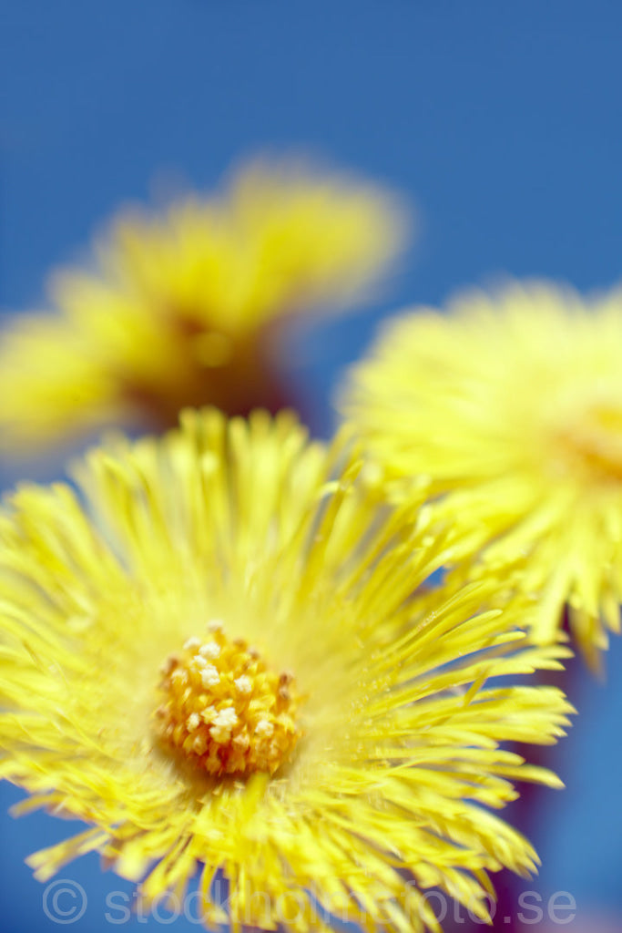 125289 - Tussilago