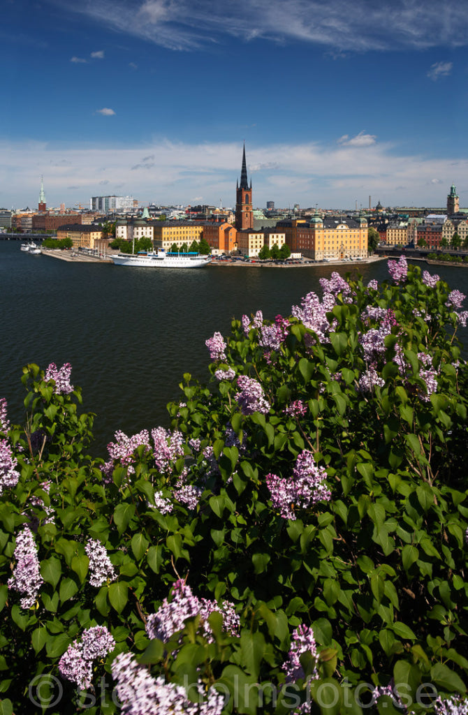125318 - Syrener vid Riddarfjärden och Riddarholmen