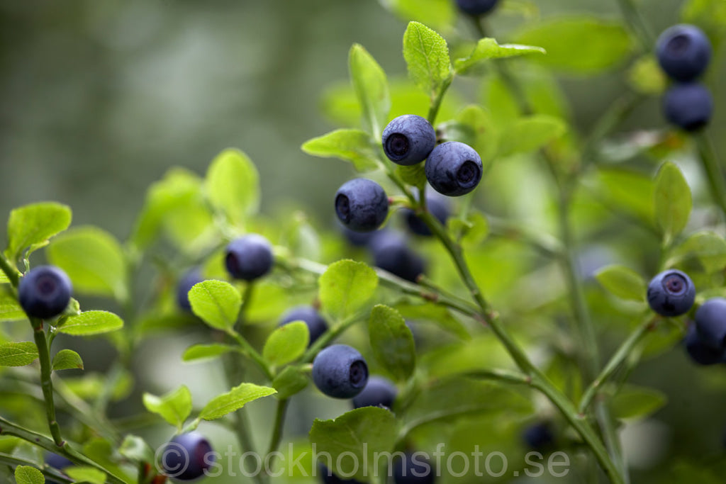 125520 - Blåbär
