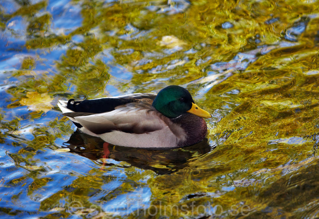 129333 - Gräsand i höstskrud