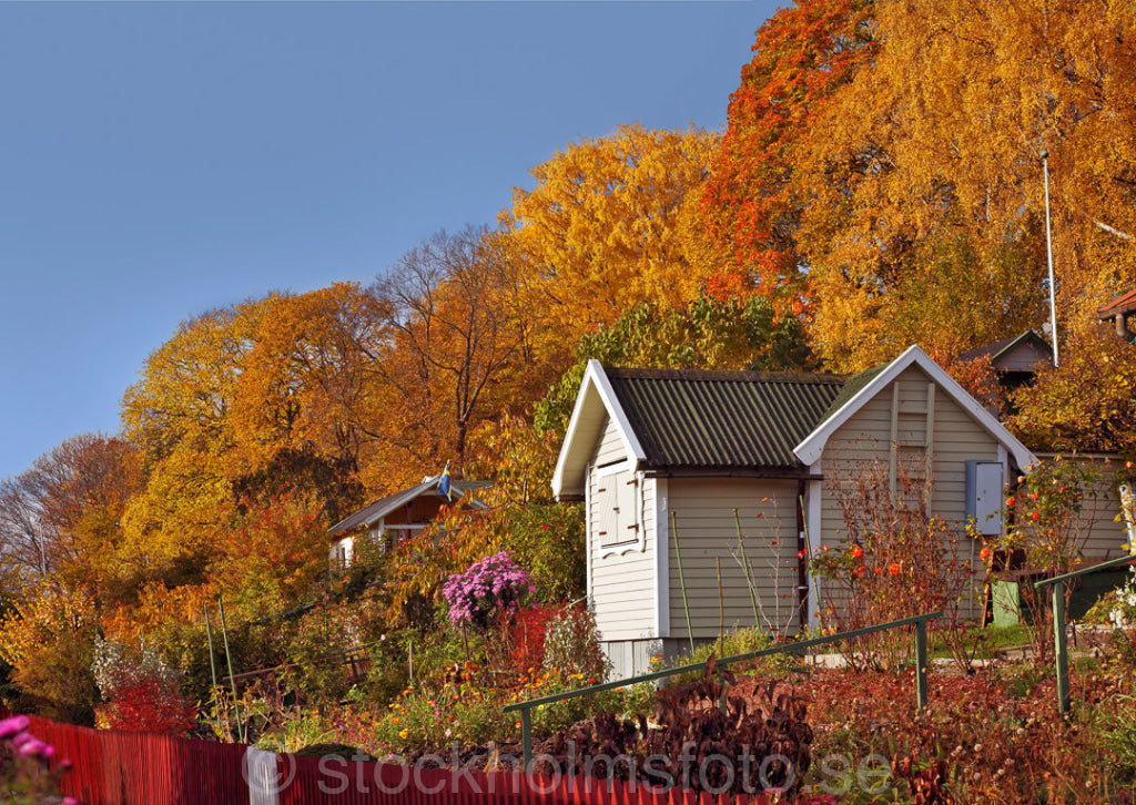134598 - Höst i koloniområde