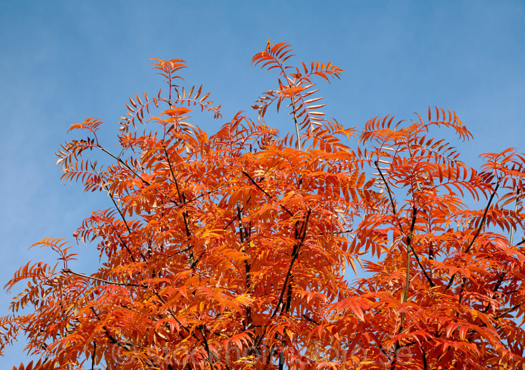 134601 - Träd i höstskrud