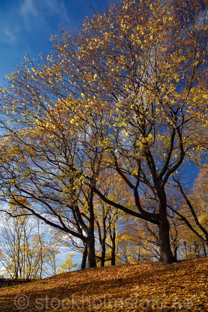 134602 - Höst i Vita bergsparken