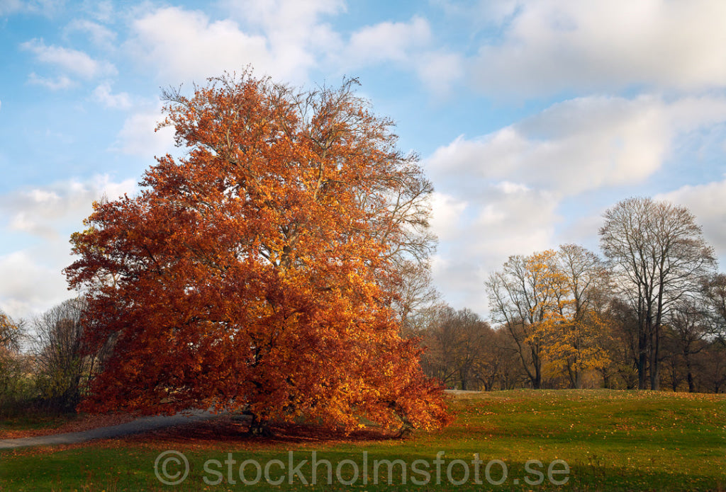 134605 - Bok på äng