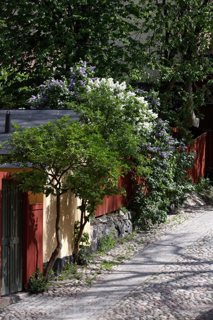 135271 - Vår på Mariaberget