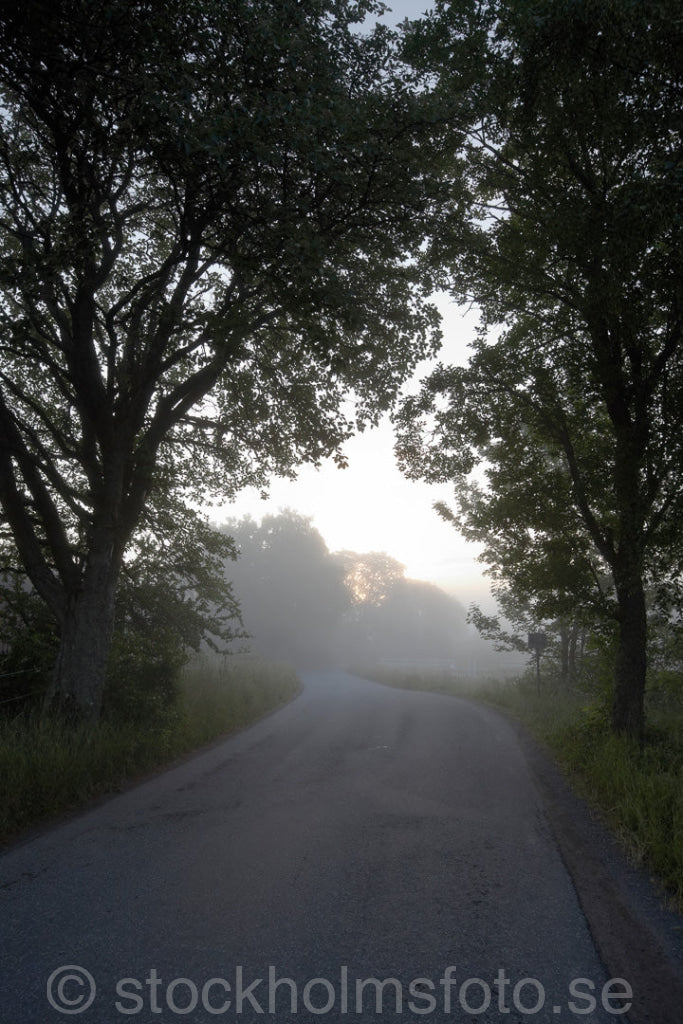 137351 - Väg i dimma