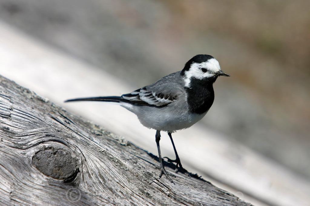 137939 - Sädesärla