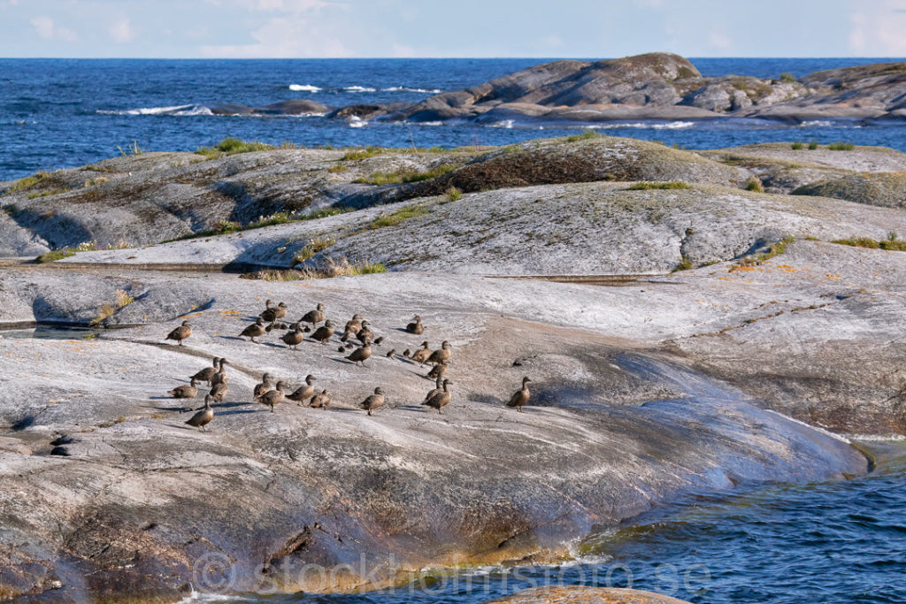 144415 - Ejderflock på klipphällar