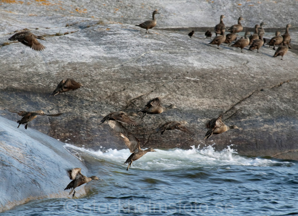 144552 - Ejdrar i ytterskärgård