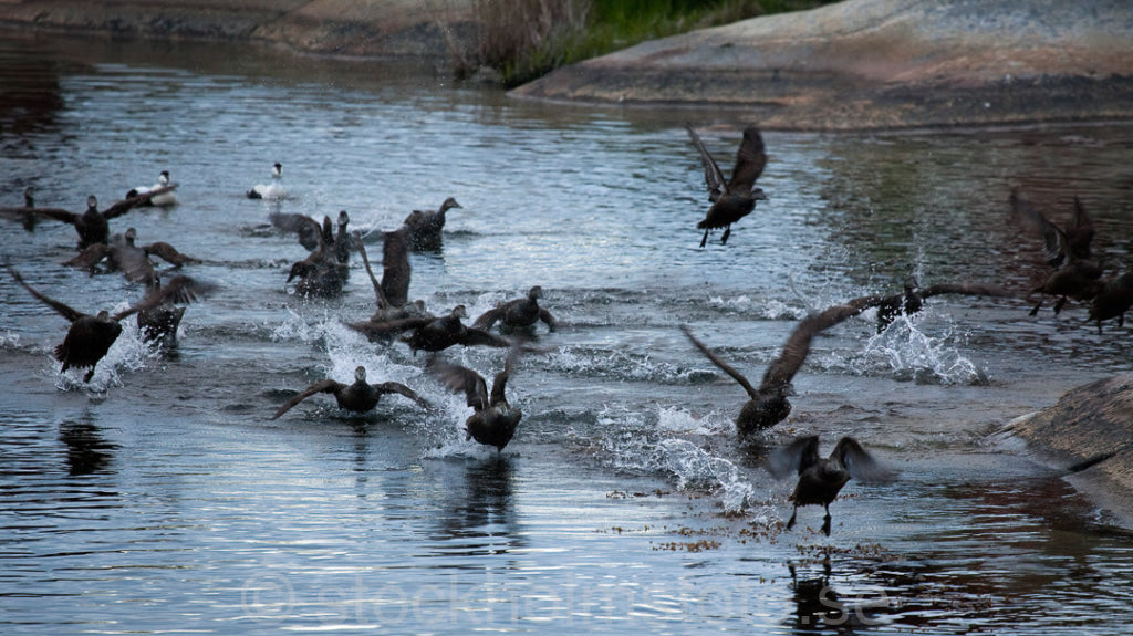 144553 - Flygande ejdrar