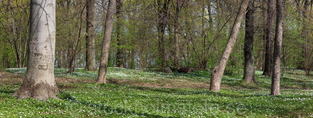 144798 - Vitsippor i Hagaparken