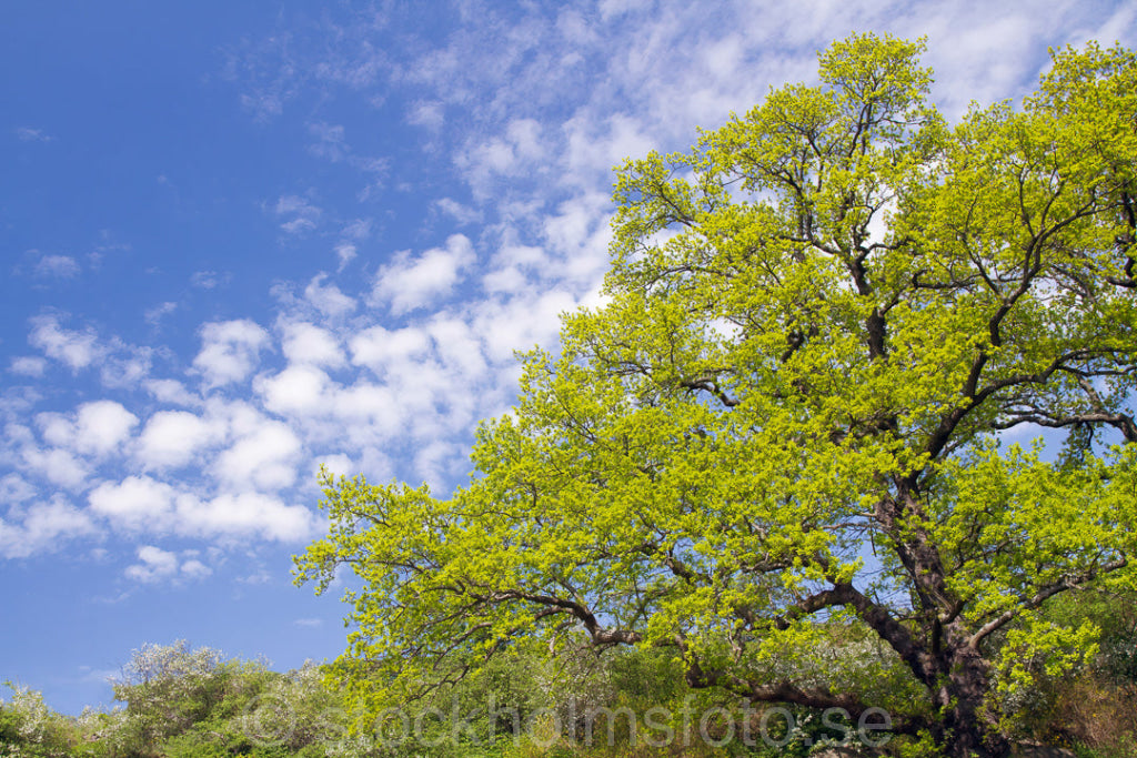 145170 - Vårgrönska på Djurgården