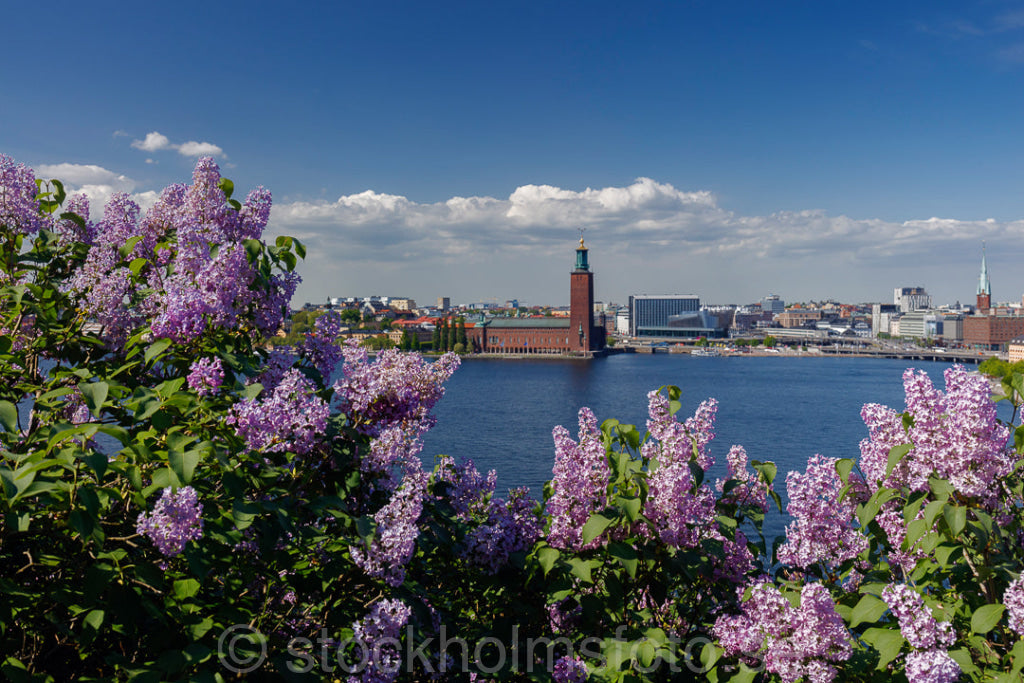 145806 - Syréner och Stadshuset