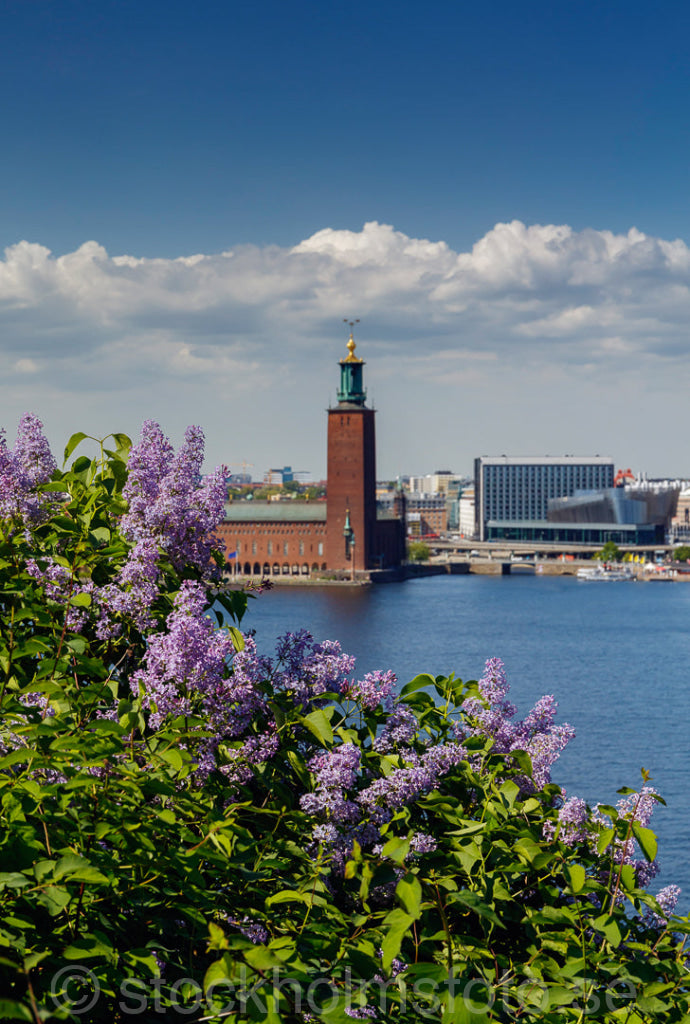 145807 - Stadshuset och syréner