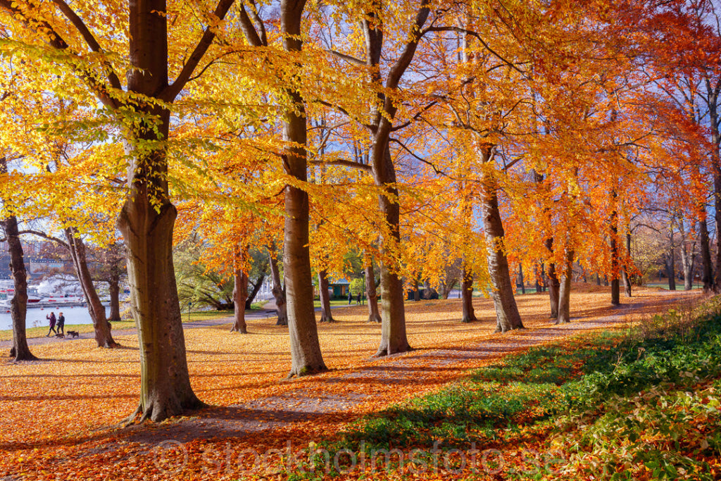 146059 - Höst vid manilla