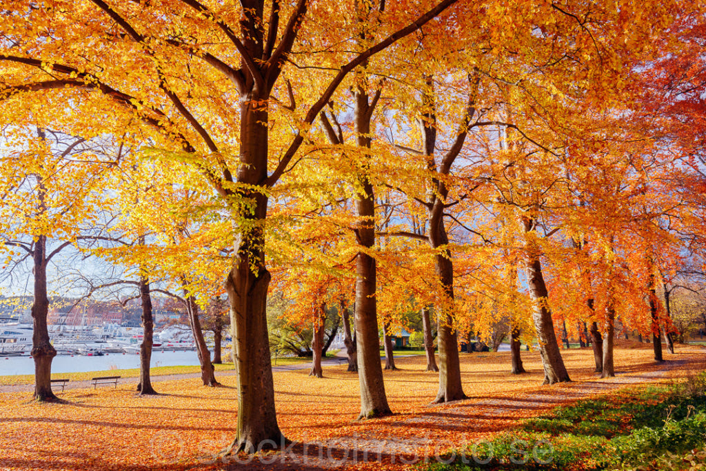 146060 - Höstträd på Djurgården