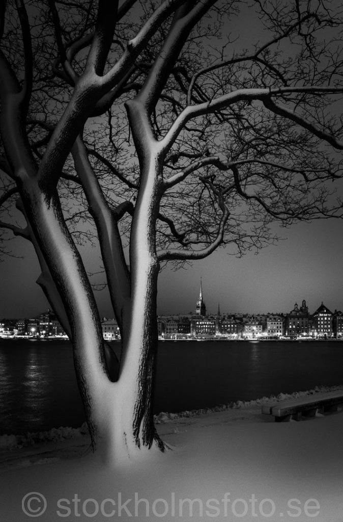 146124 - Träd på Skeppsholmen