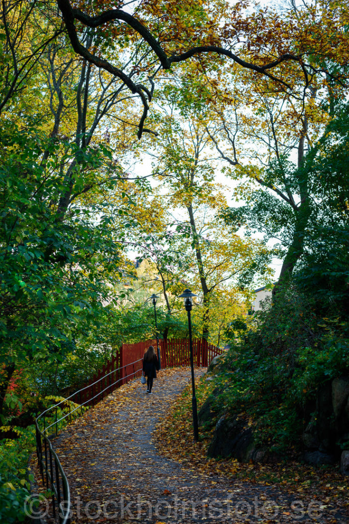 146202 - Höst i Vita bergsparken