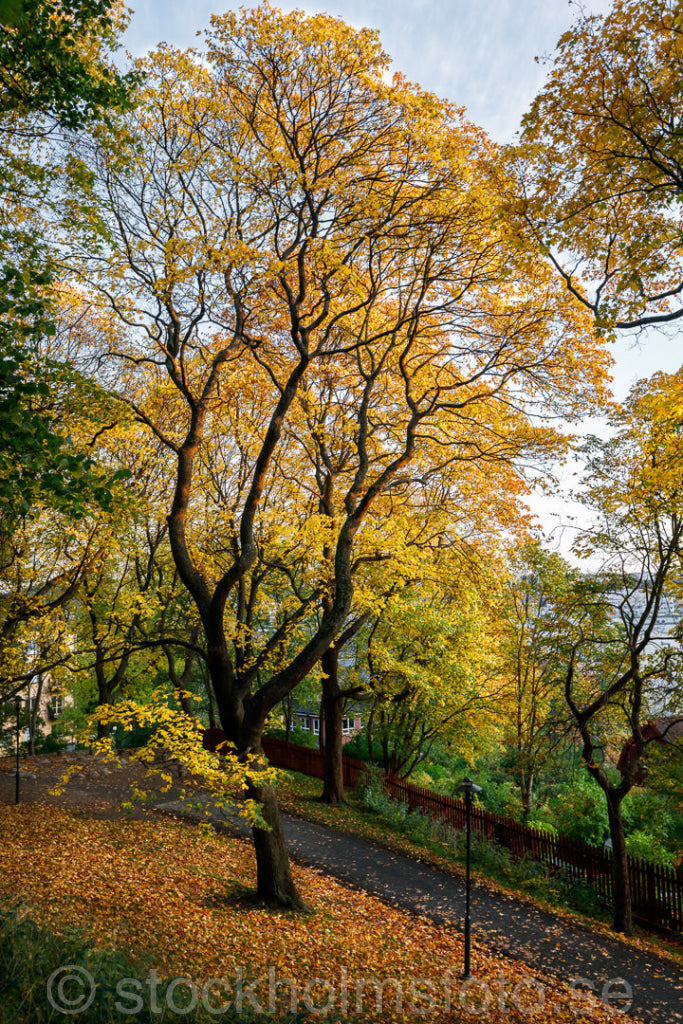 146203 - Höst i Vita bergsparken